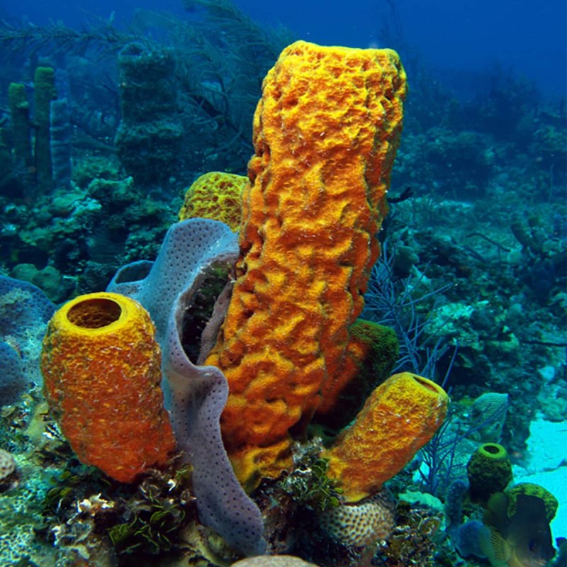 Porifera Spongia