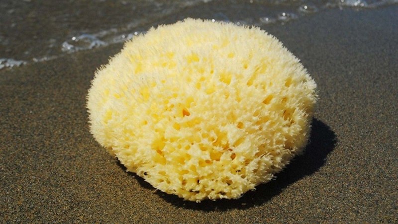 Морская губка