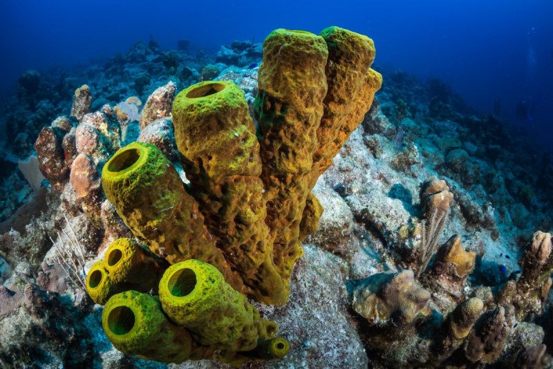 Губки Porifera