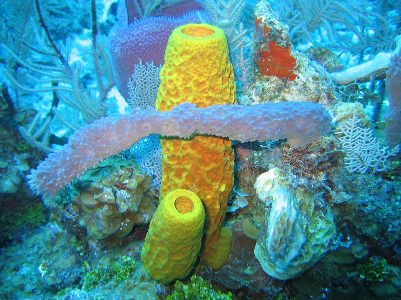 Морская губка Hertwigia