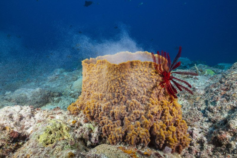 Porifera Spongia