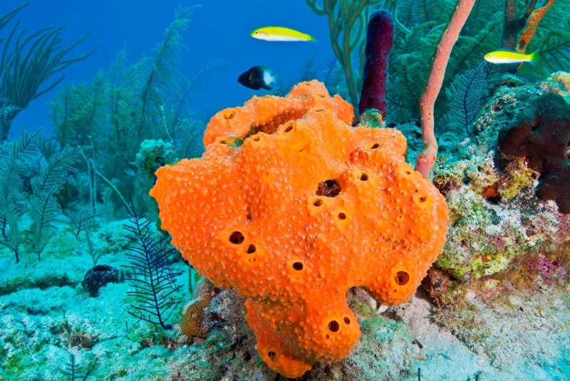 Губки Porifera Spongia