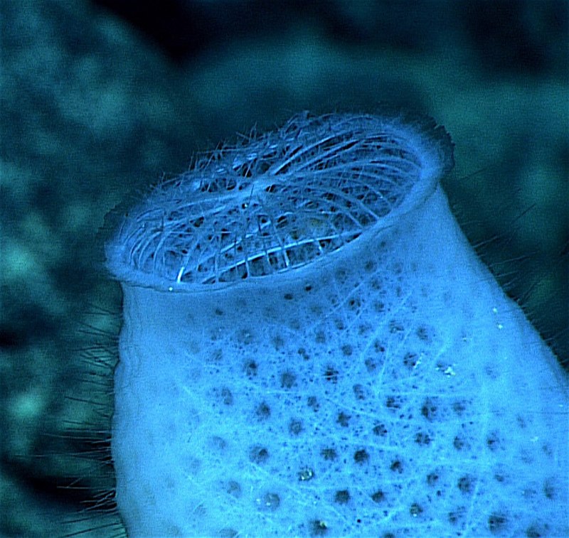 Морская губка Euplectella