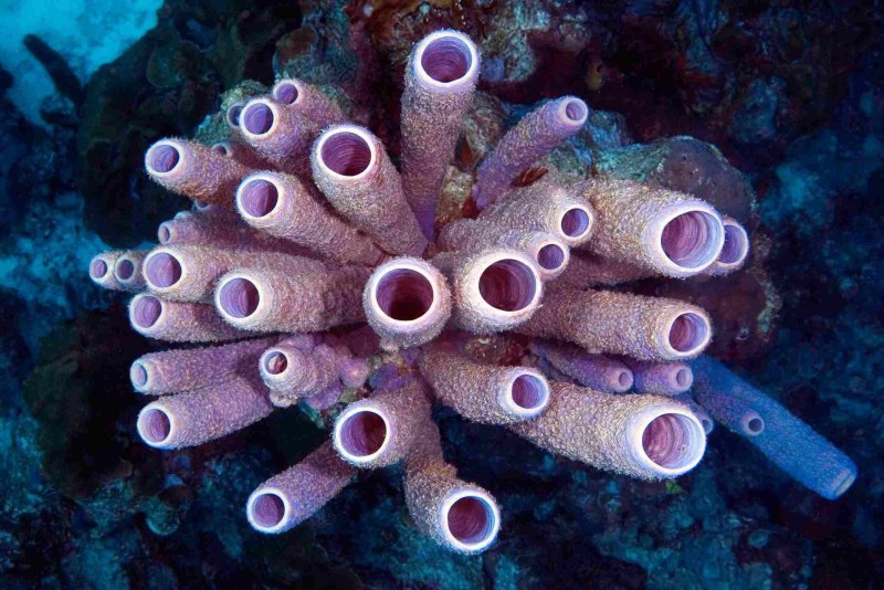 Тип губки Porifera