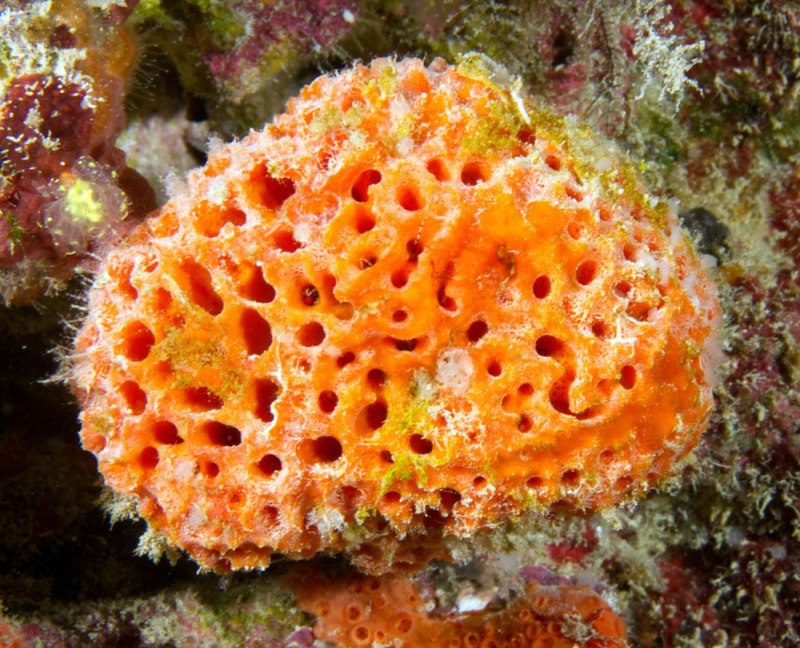 Губки Porifera Spongia