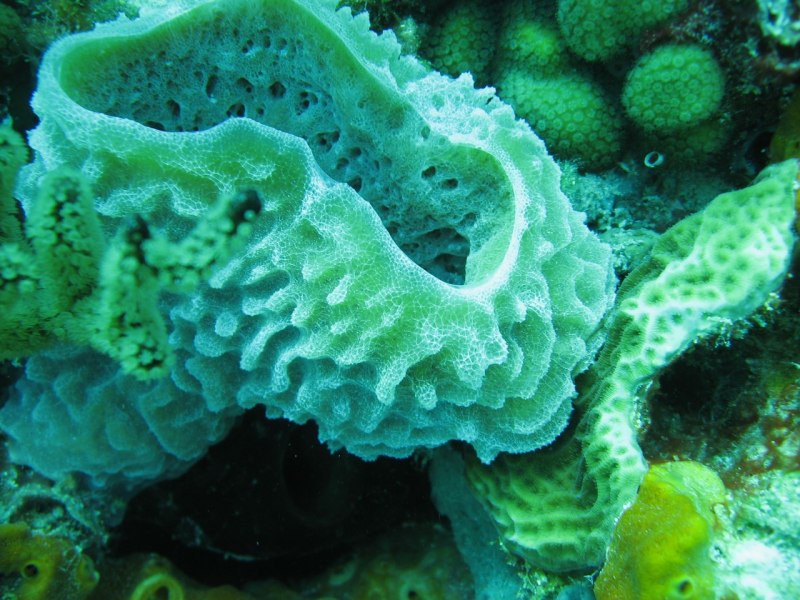 Губки Porifera Spongia