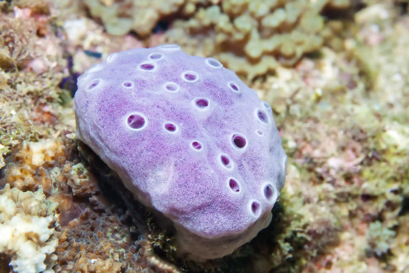 Губки морские животные