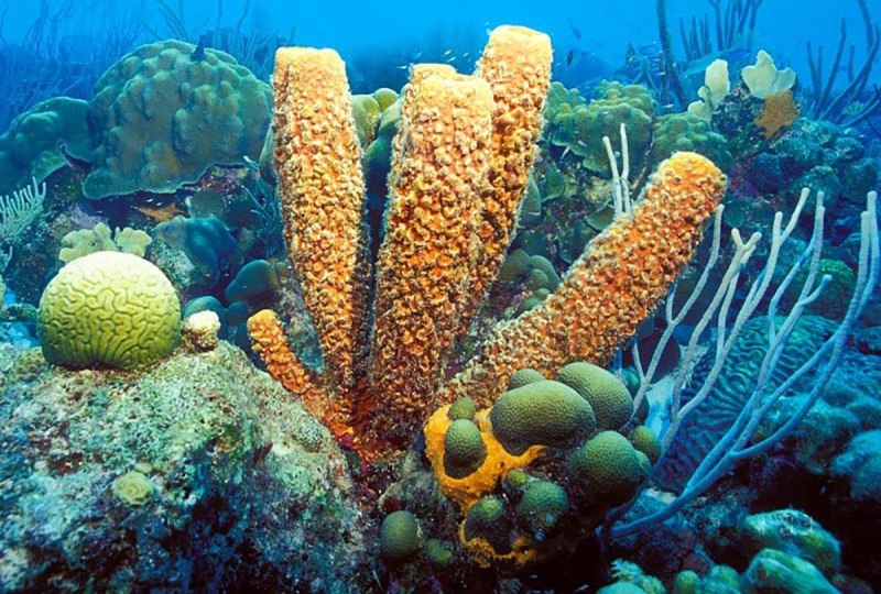 Губки Porifera