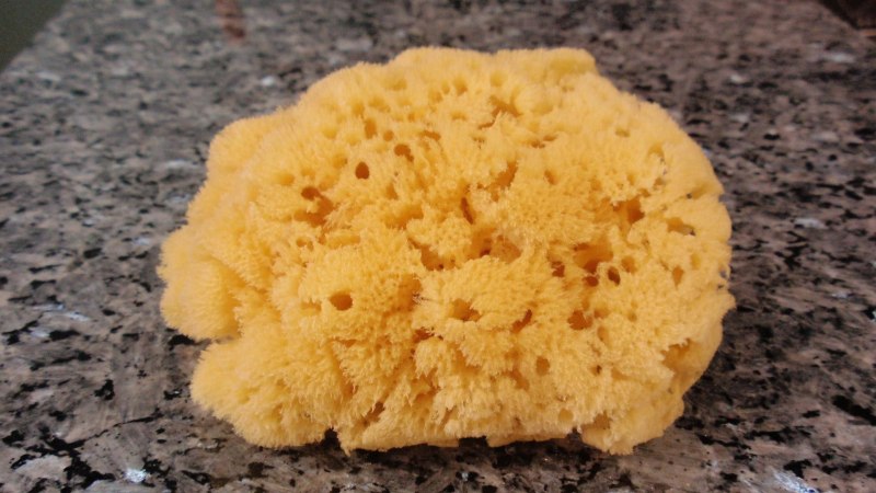 Морская губка Живая