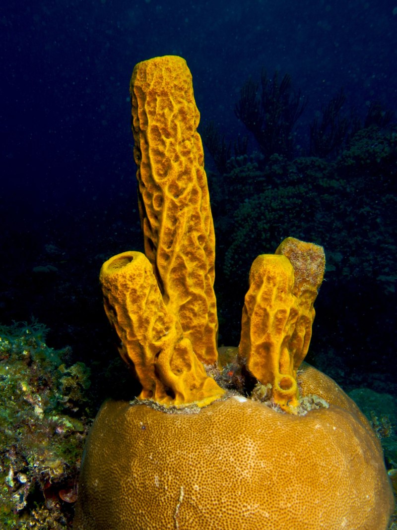 Aplysina fistularis