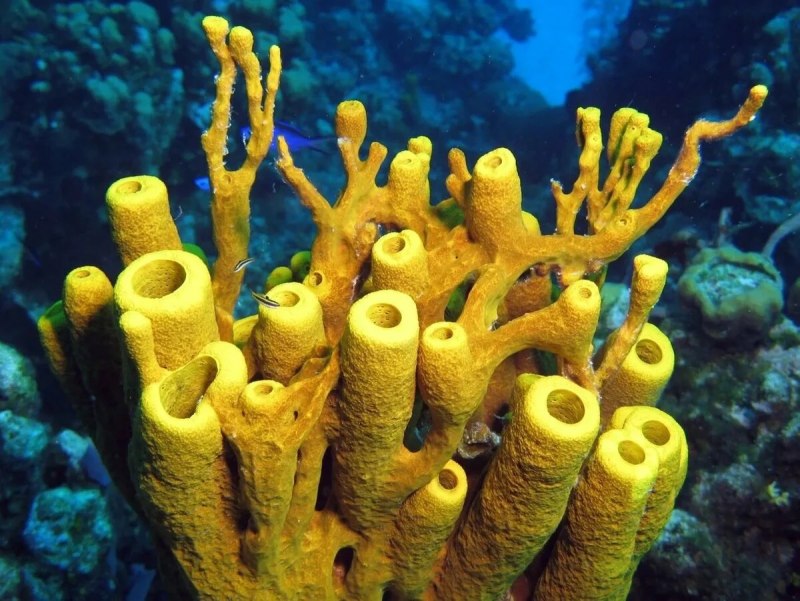 Губки Porifera