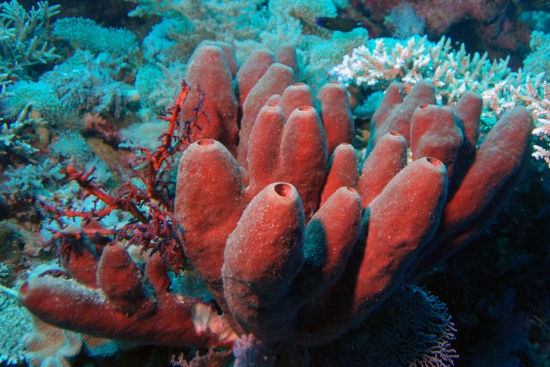 Губки Porifera
