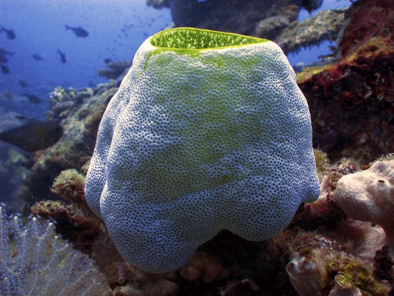 Губки японского моря