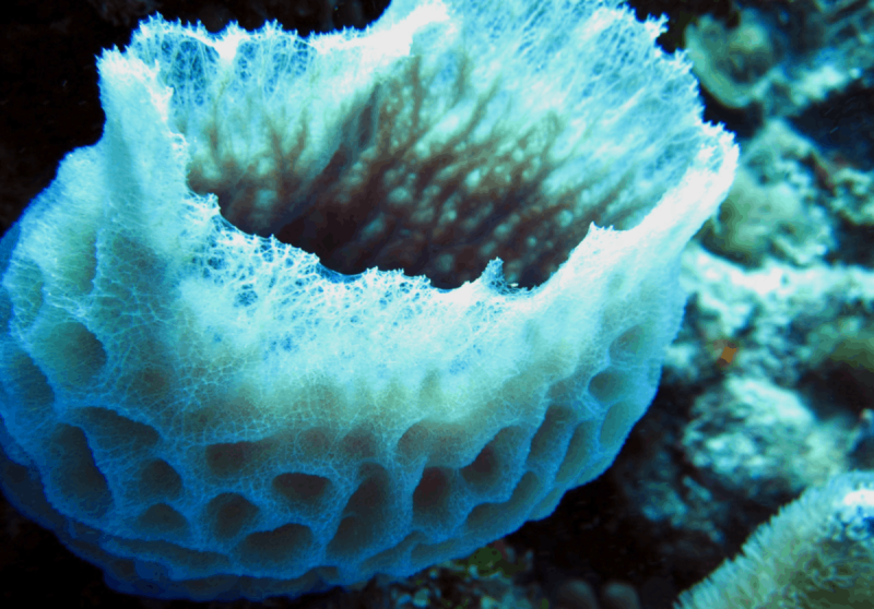 Губки Porifera Spongia