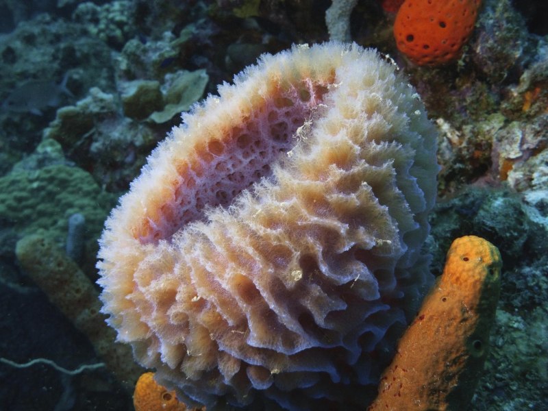 Морской камнеточец губка