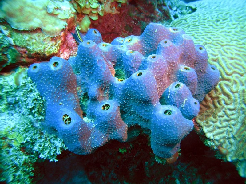 Губки Porifera Spongia