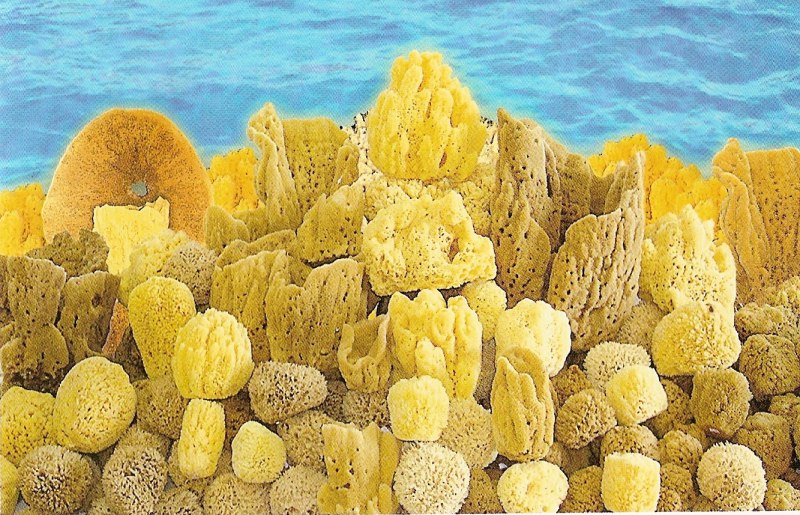 Губка морская натуральная Живая