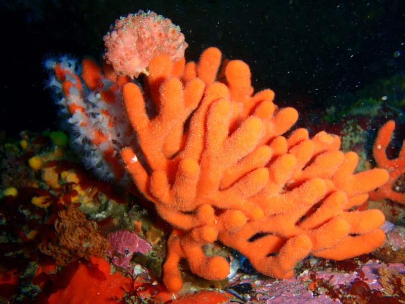 Губки Porifera