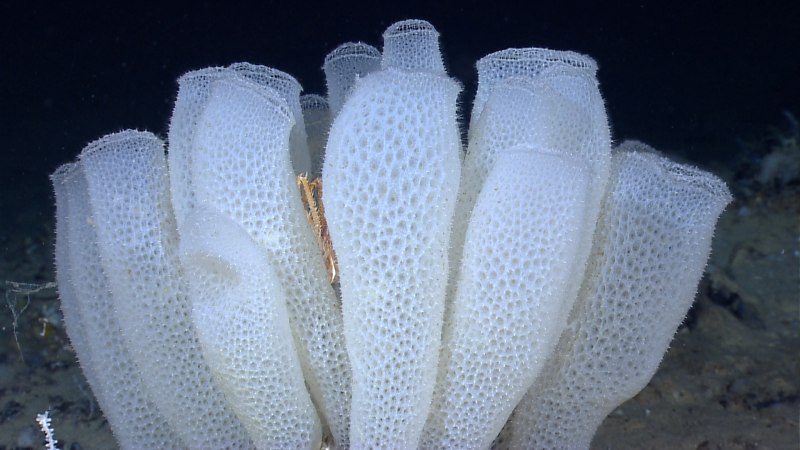Корзинка Венеры (Euplectella),