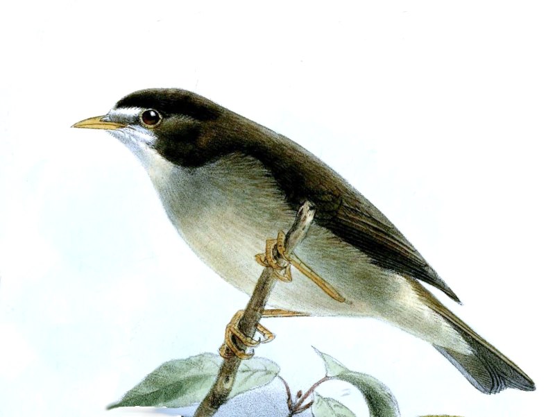 Zosterops melanocephalus