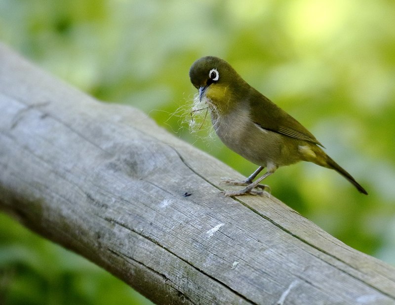 Bucco capensis