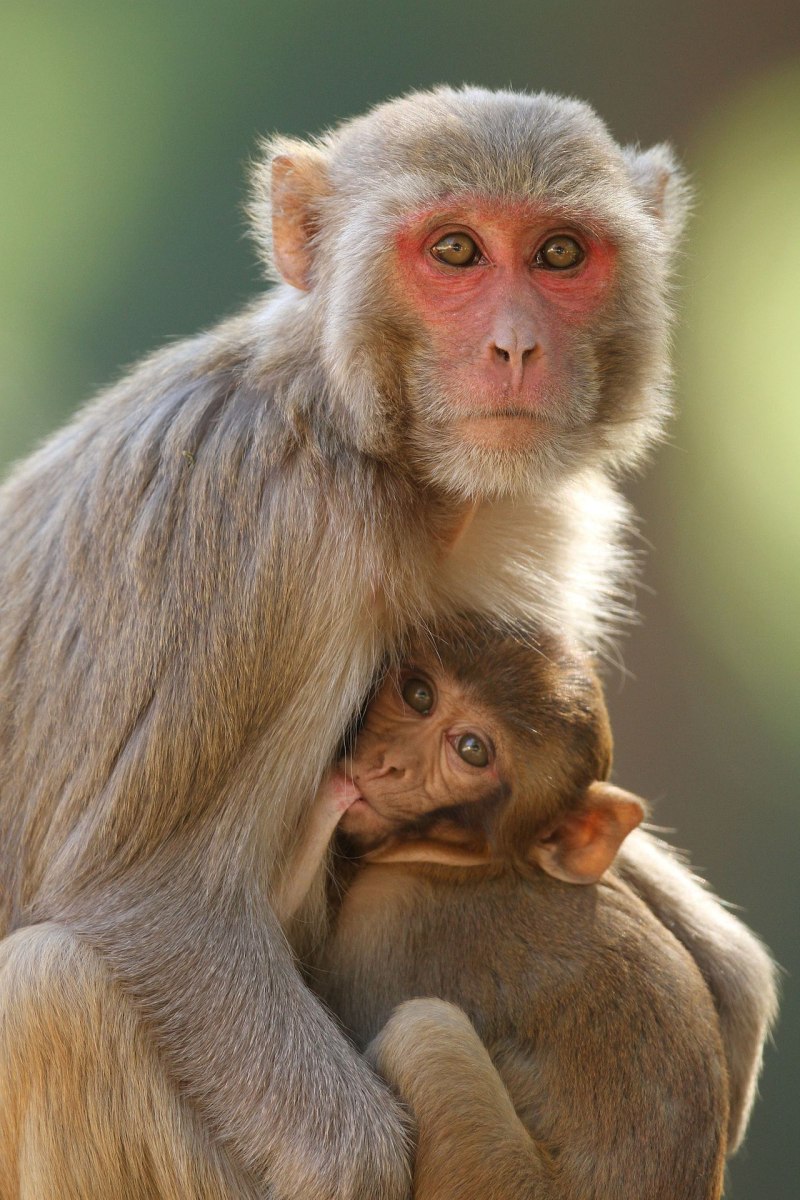 Macacus Rhesus