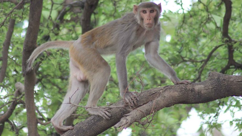 Rhesus Monkey