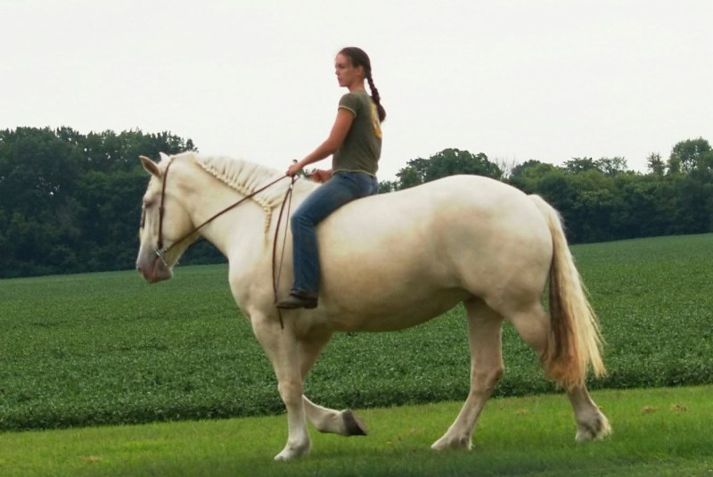 American Cream Draft Horse