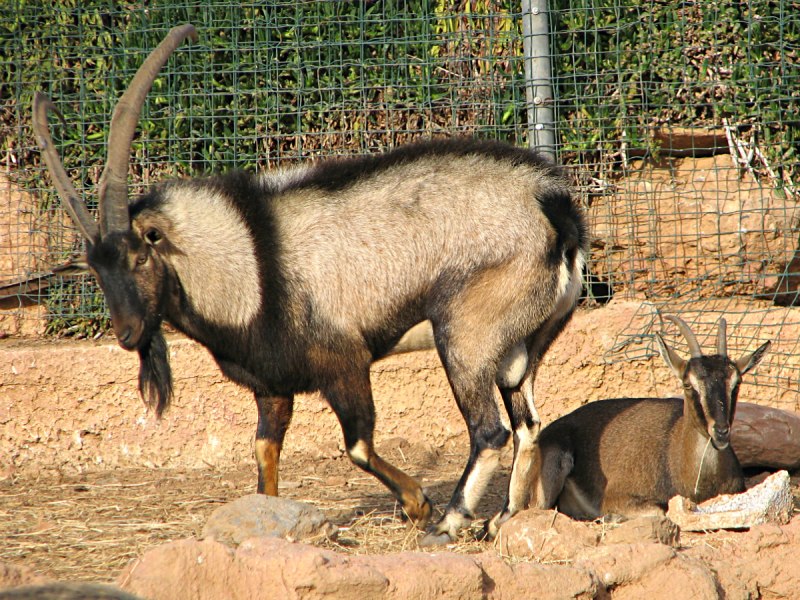 Kri Kri Goat