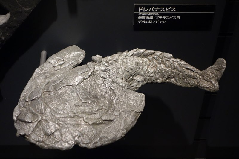 Drepanaspis
