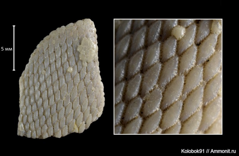 Psammolepis paradoxa