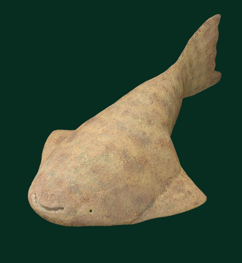 Psammolepis paradoxa