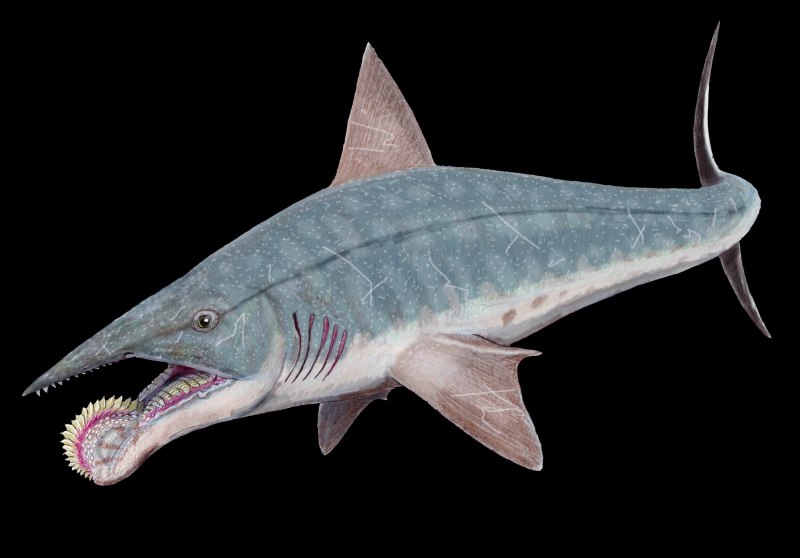 Helicoprion bessonovi