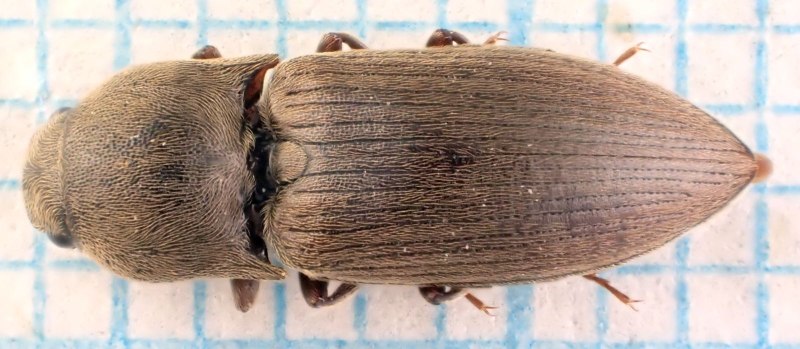 Agriotes (agriotes) oxianus Iablokoff-Khnzorian, 1970