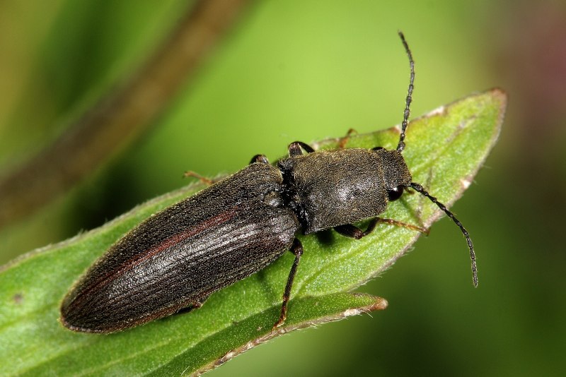 Щелкун Athous (Haplathous)