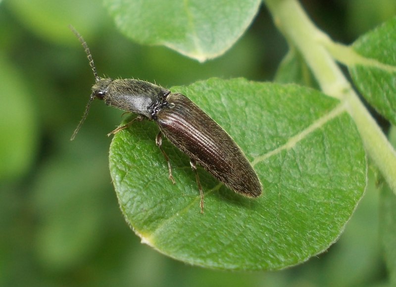 Athous subfuscus
