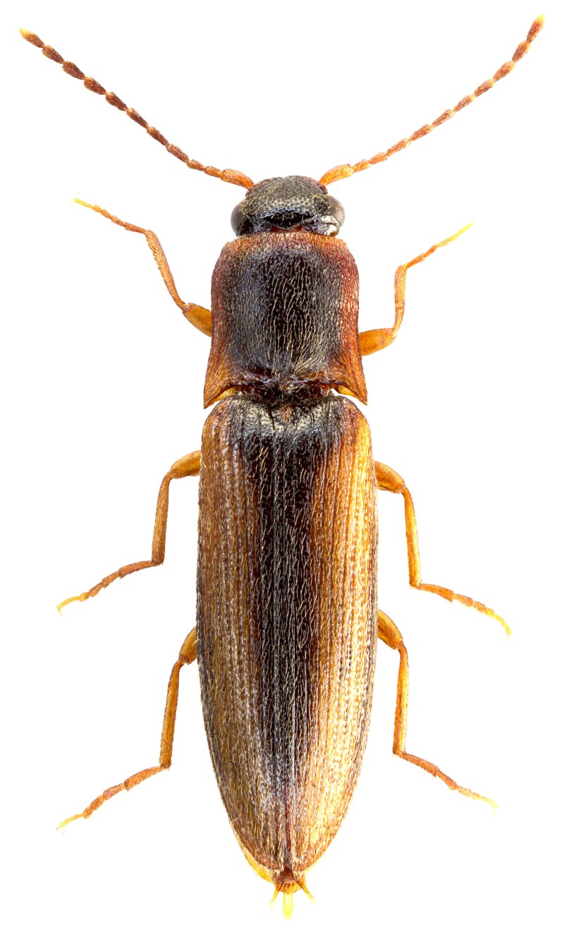 Marginatus