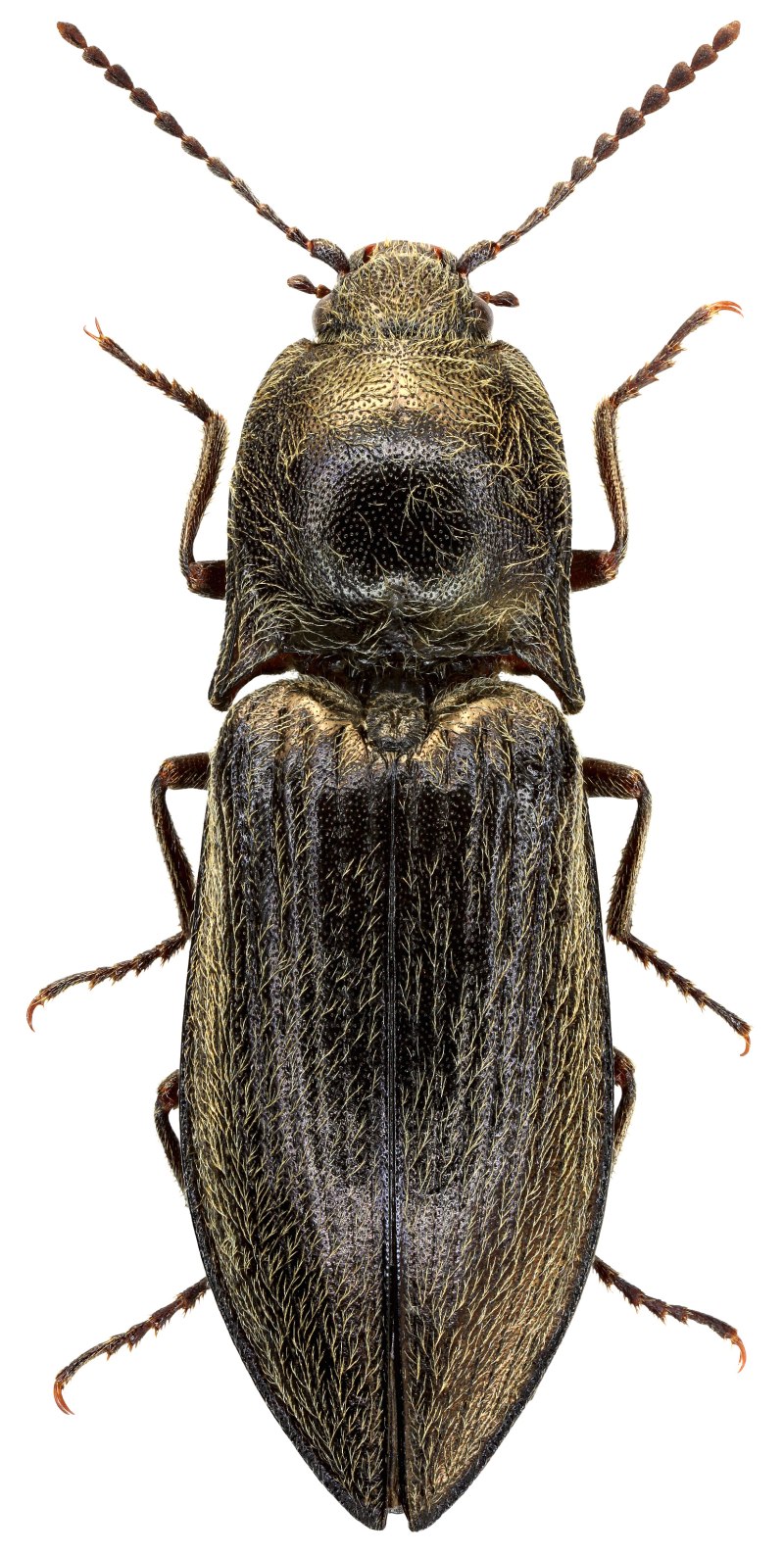 Cor adiposus латынь