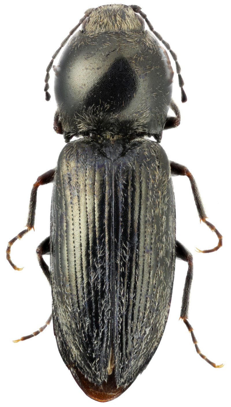 Cardiophorus (Cardiophorus) Asellus (Erichson, 1840)