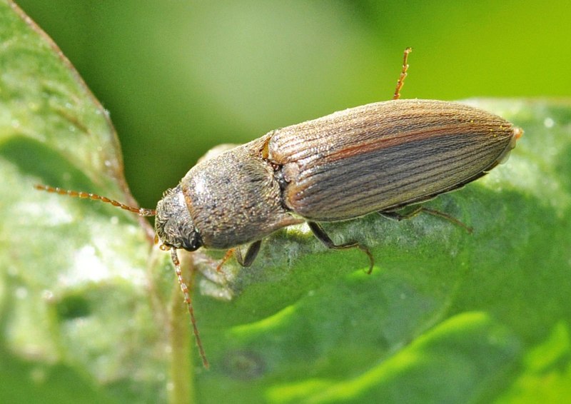 Agriotes lineatus