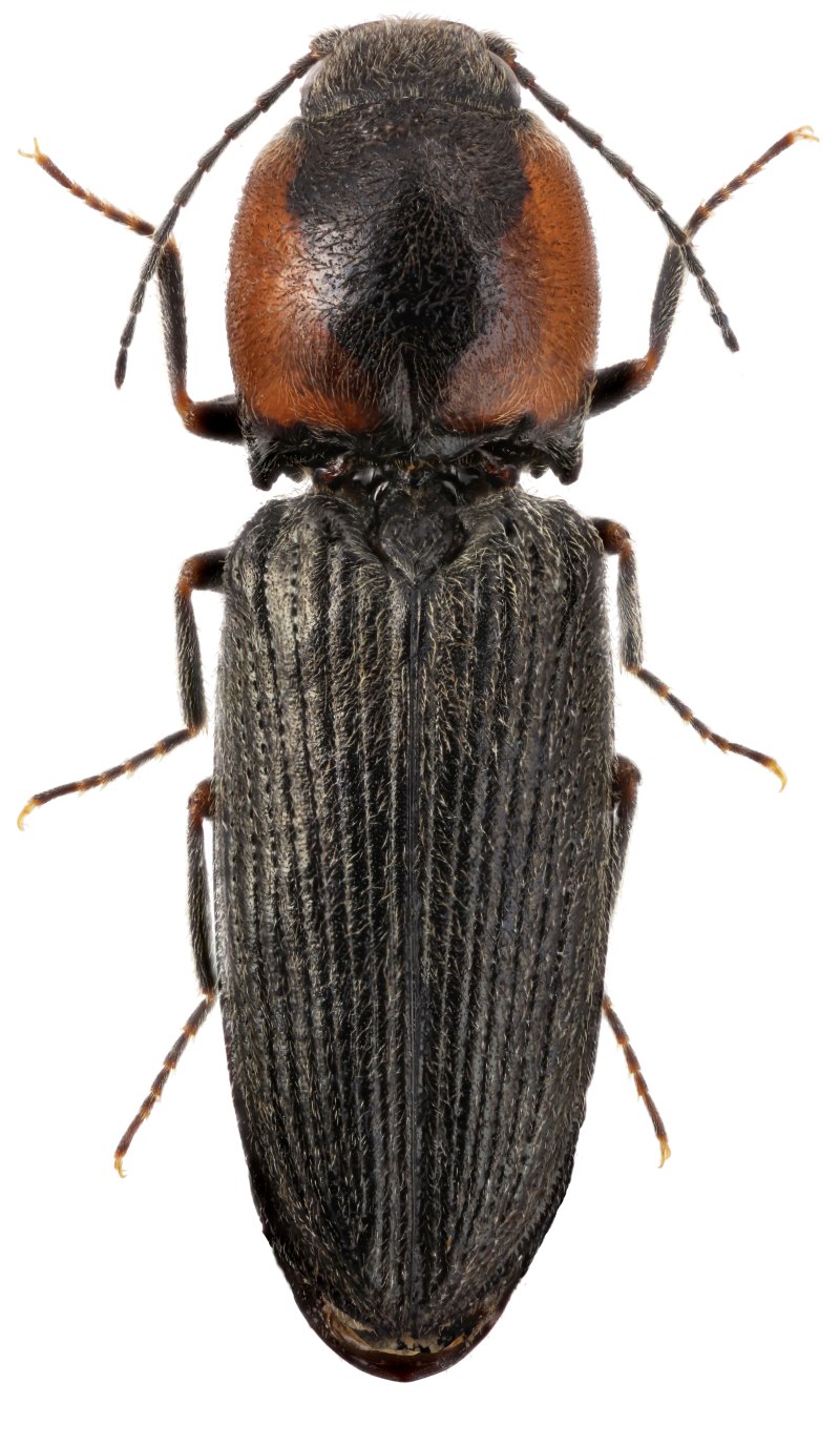 Cardiophorus (Cardiophorus) Asellus (Erichson, 1840)