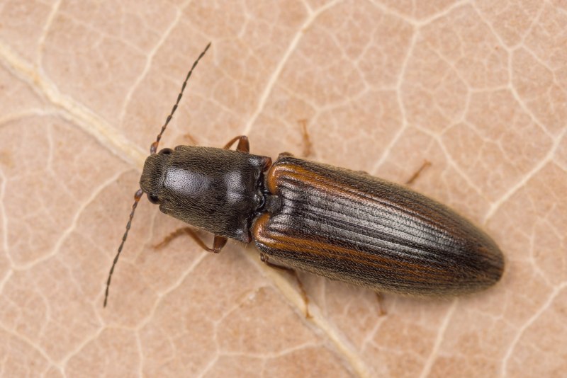 Athous vittatus