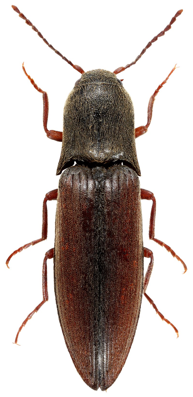 Щелкун Athous (Haplathous)