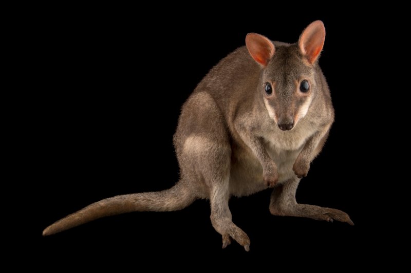 Dusky Pademelon