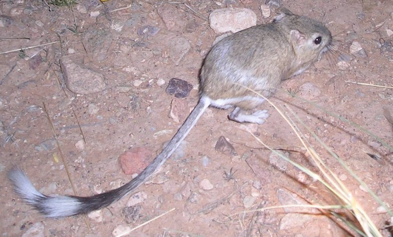 Dipodomys spectabilis