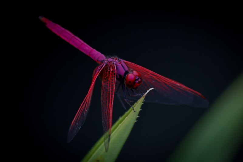 Стрекоза Trithemis Aurora