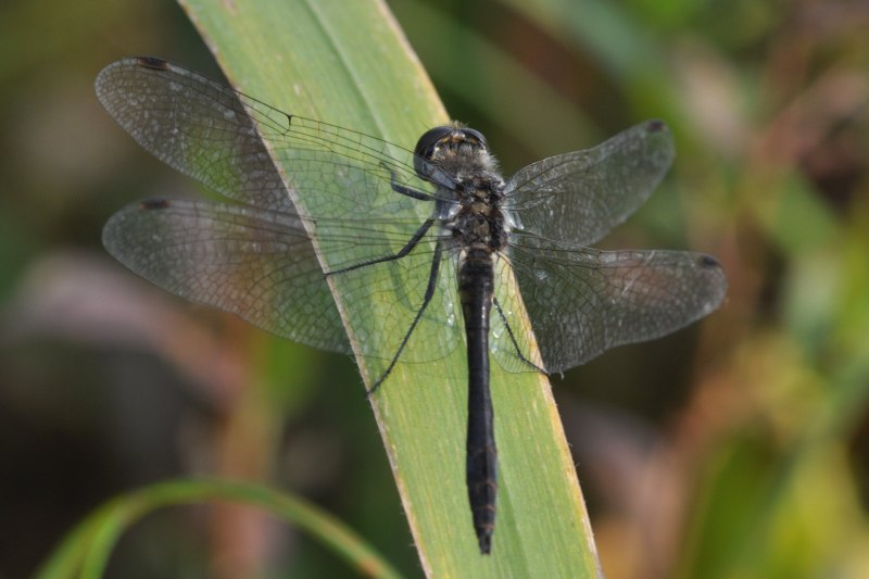 Sympetrum Danae