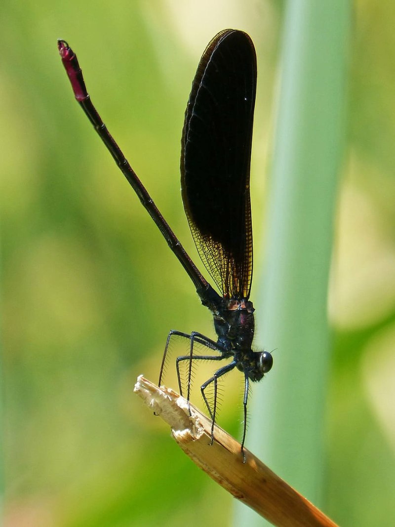 Стрекоза Calopteryx
