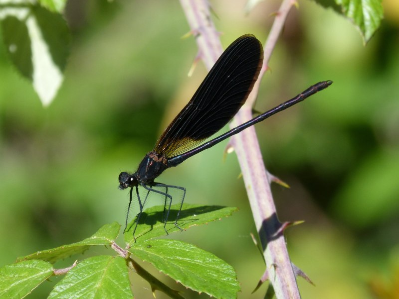 Стрекоза Calopteryx