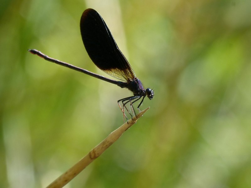 Libelle Стрекоза